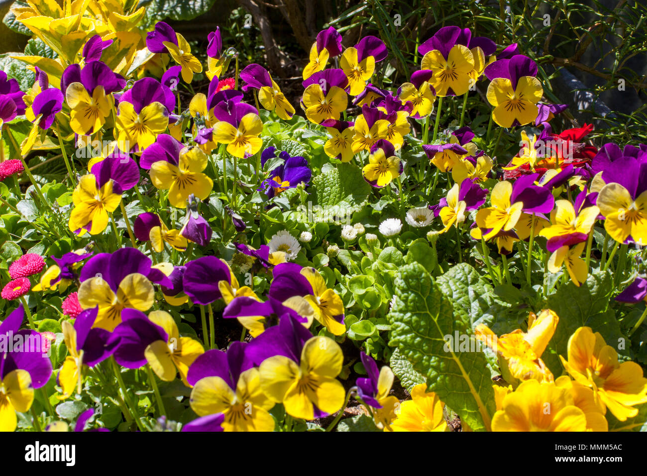 violas Stock Photo