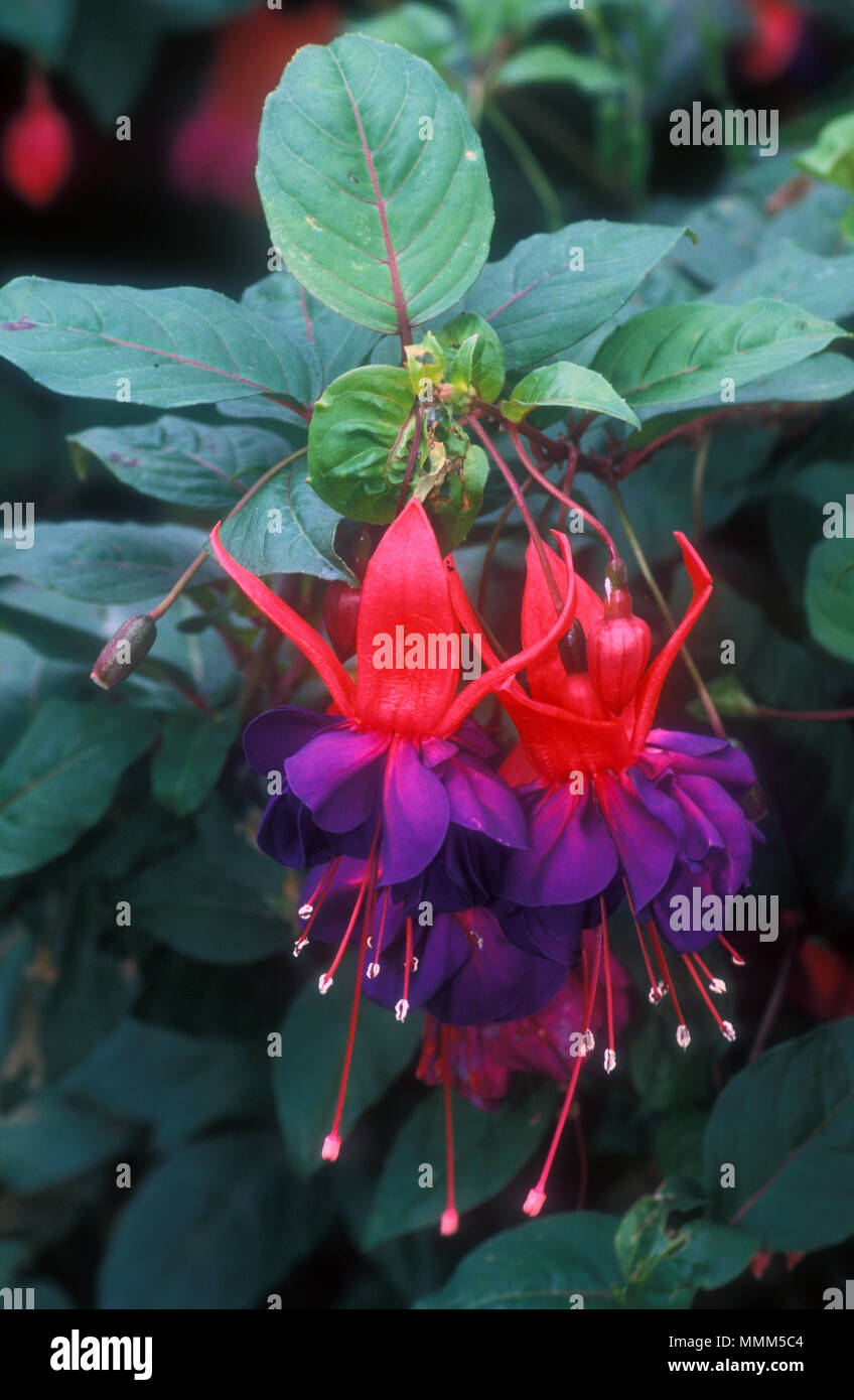 Close-up of the flowers of a Fuchsia plant. A popular indoor and outdoor plant. Stock Photo