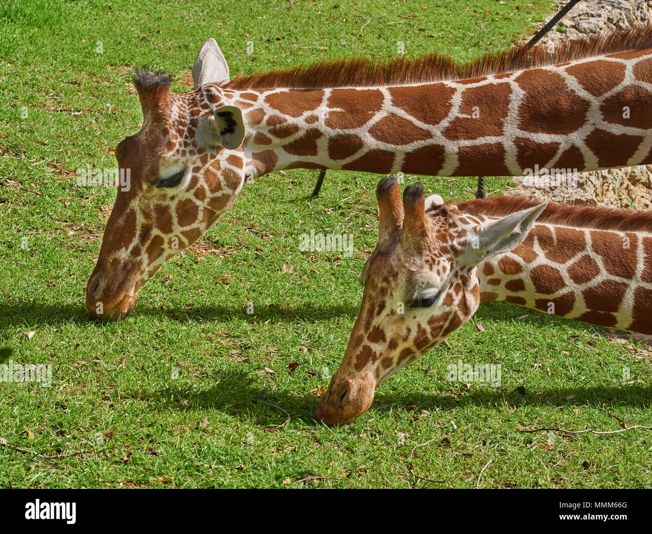 Eat grass hi-res stock photography and images - Alamy