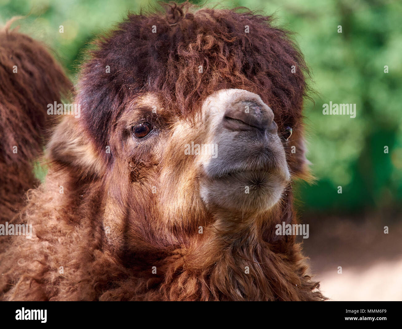 Beautiful home camel with silky abundant hair on his head, a portrait of an animal Stock Photo - Alamy Beautiful home camel with silky abundant hair on his head, a portrait of an animal Stock Photo - Alamy
