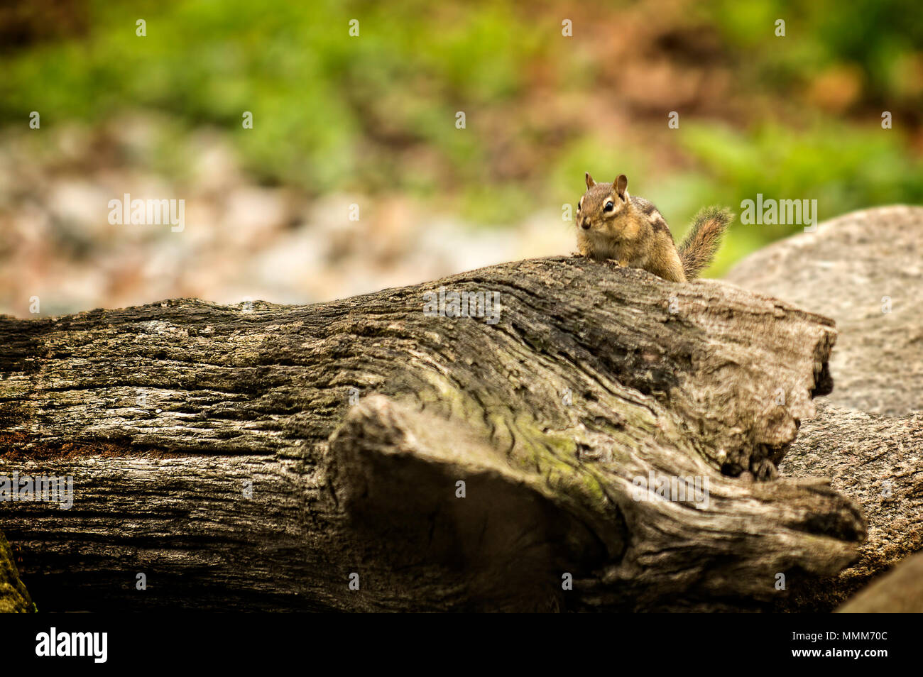A cute Chipmunk sitting on a log. Stock Photo