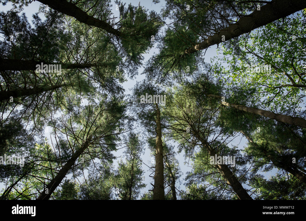 Looking up at the blue sky through a stand of tall pine trees. Nice concept image for growth or achievment. Stock Photo