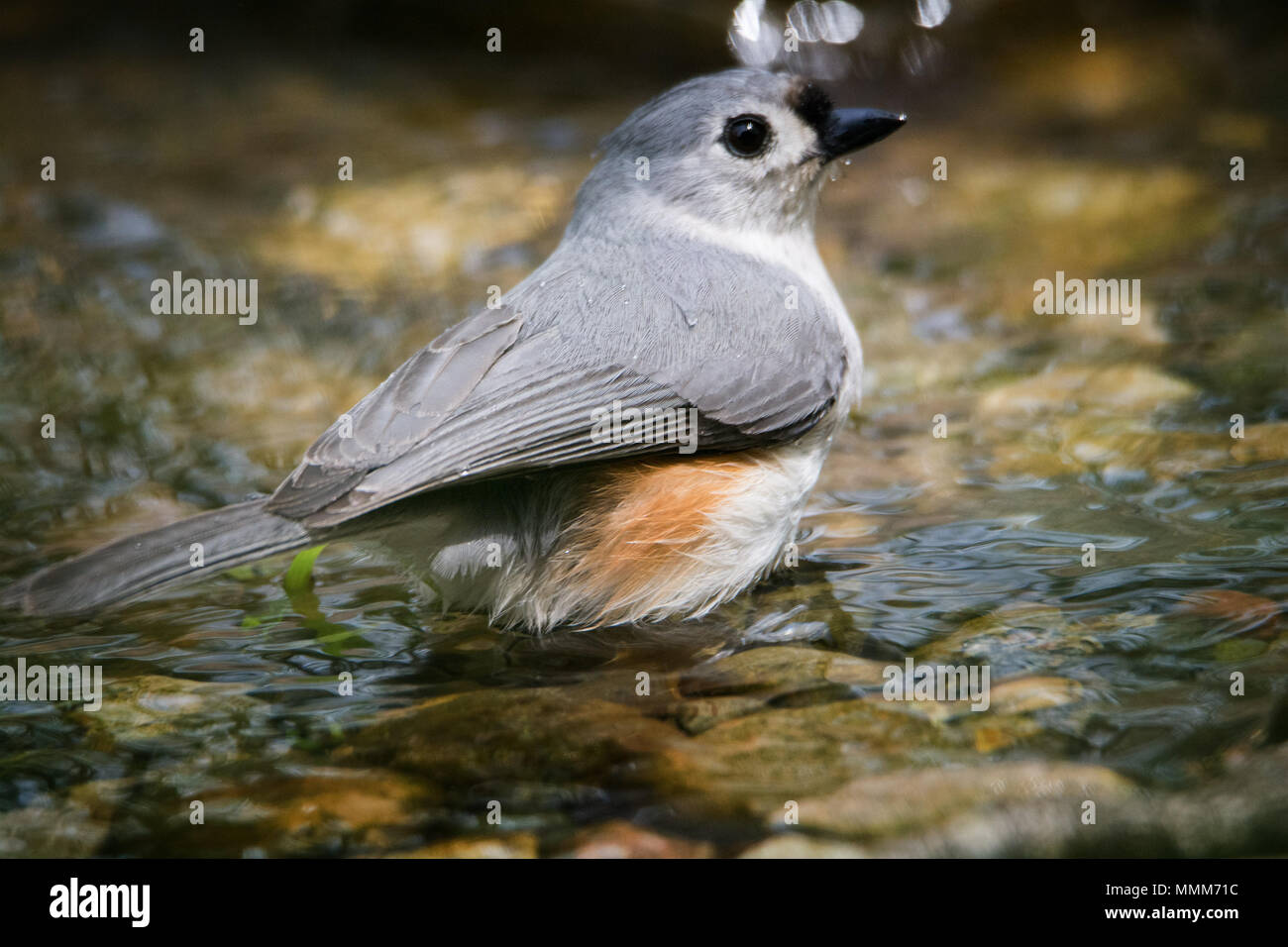 A cute Tufted Titmouse bathing in a small stream. Tufted Titmouse is common in eastern deciduous forests and a frequent visitor to feeders. The large Stock Photo