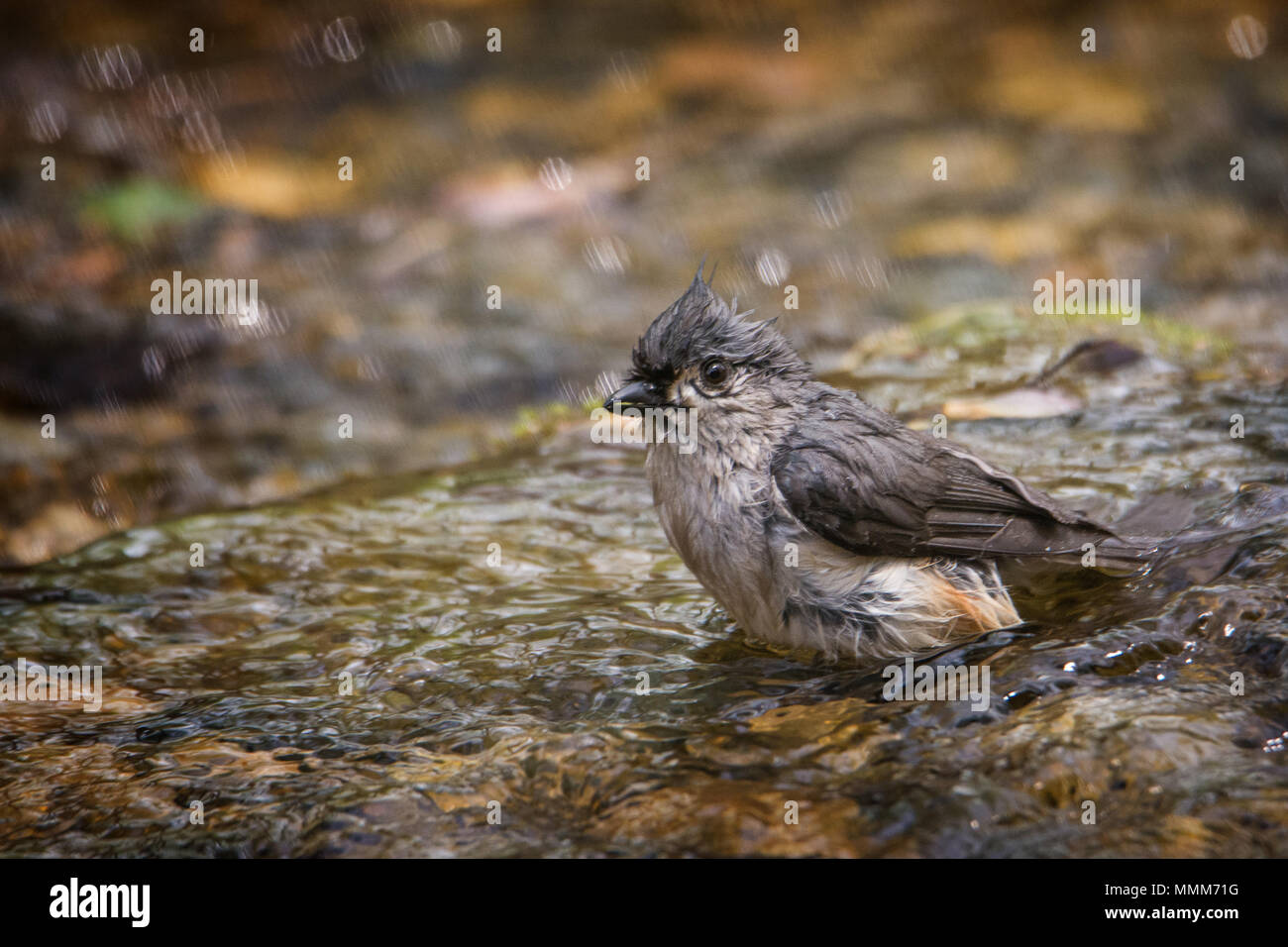 A cute Tufted Titmouse bathing in a small stream. Tufted Titmouse is common in eastern deciduous forests and a frequent visitor to feeders. The large Stock Photo