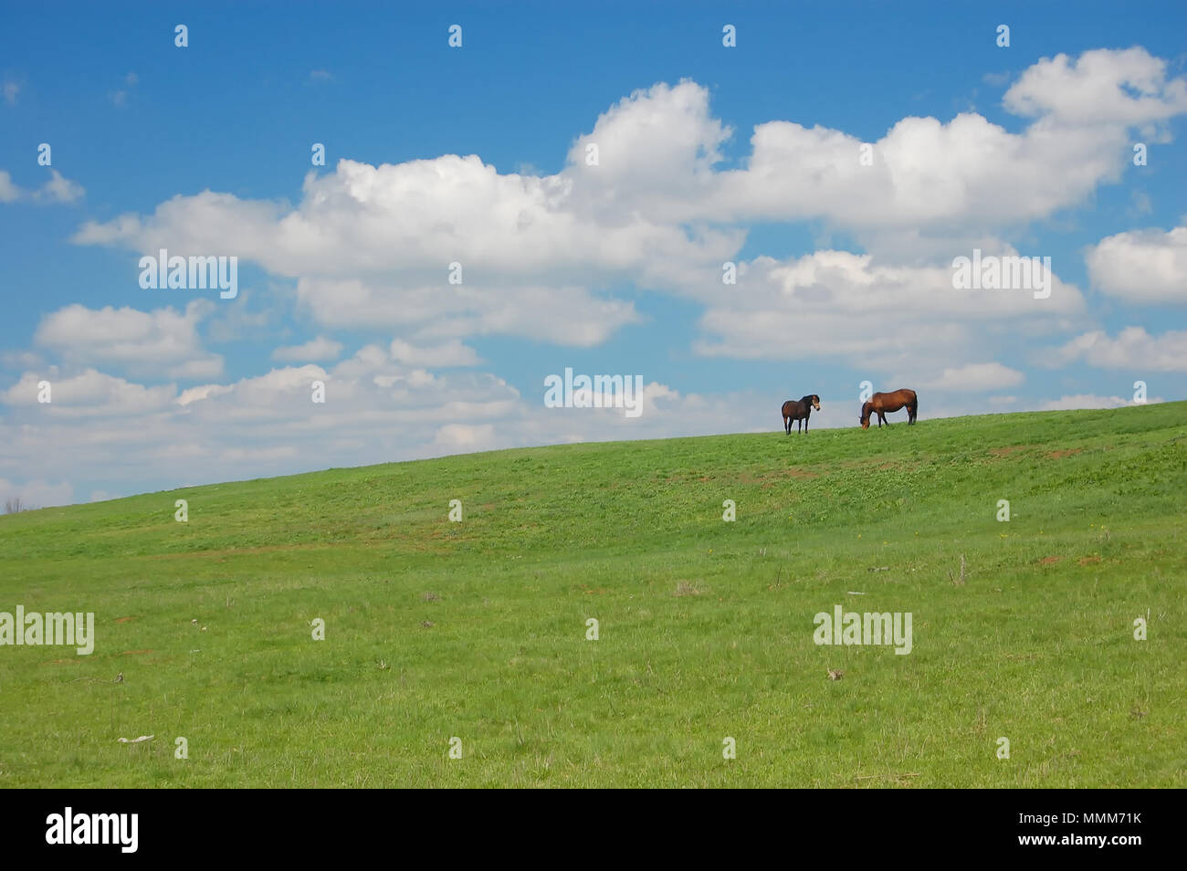Blue sky, white clouds and a green lawn with two brown horses; a peaceful day in the countryside. Stock Photo