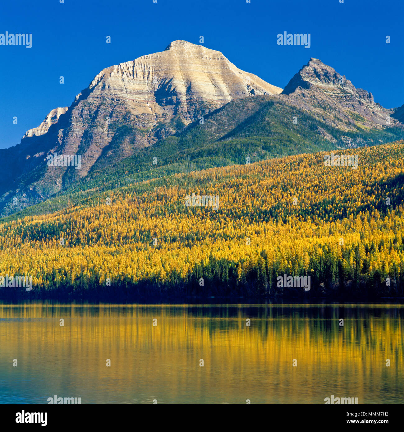 rainbow and square peaks above bowman lake and autumn larch in glacier national park, montana Stock Photo