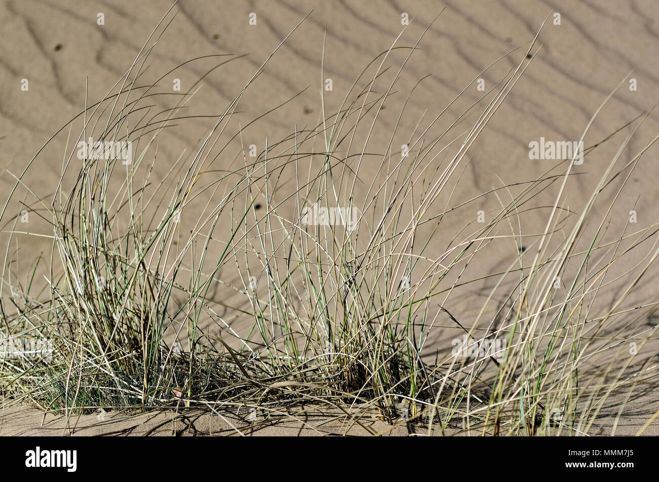 Dry plants in a sandy ground, Nature reserve Boberger Niederung in Hamburg, Germany Stock Photo