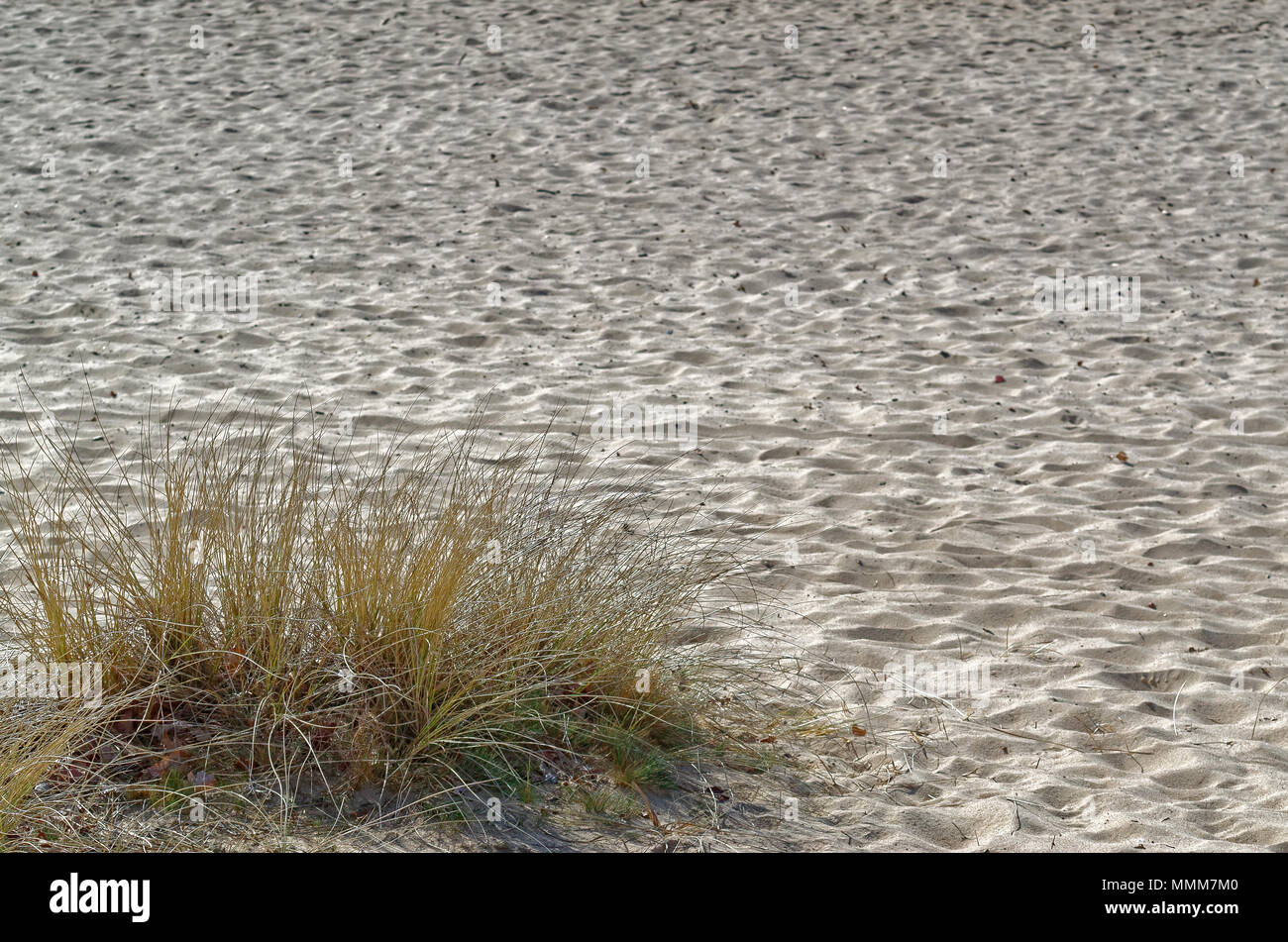 Dry grass in a sandy ground, Nature reserve Boberger Niederung in Hamburg, Germany Stock Photo
