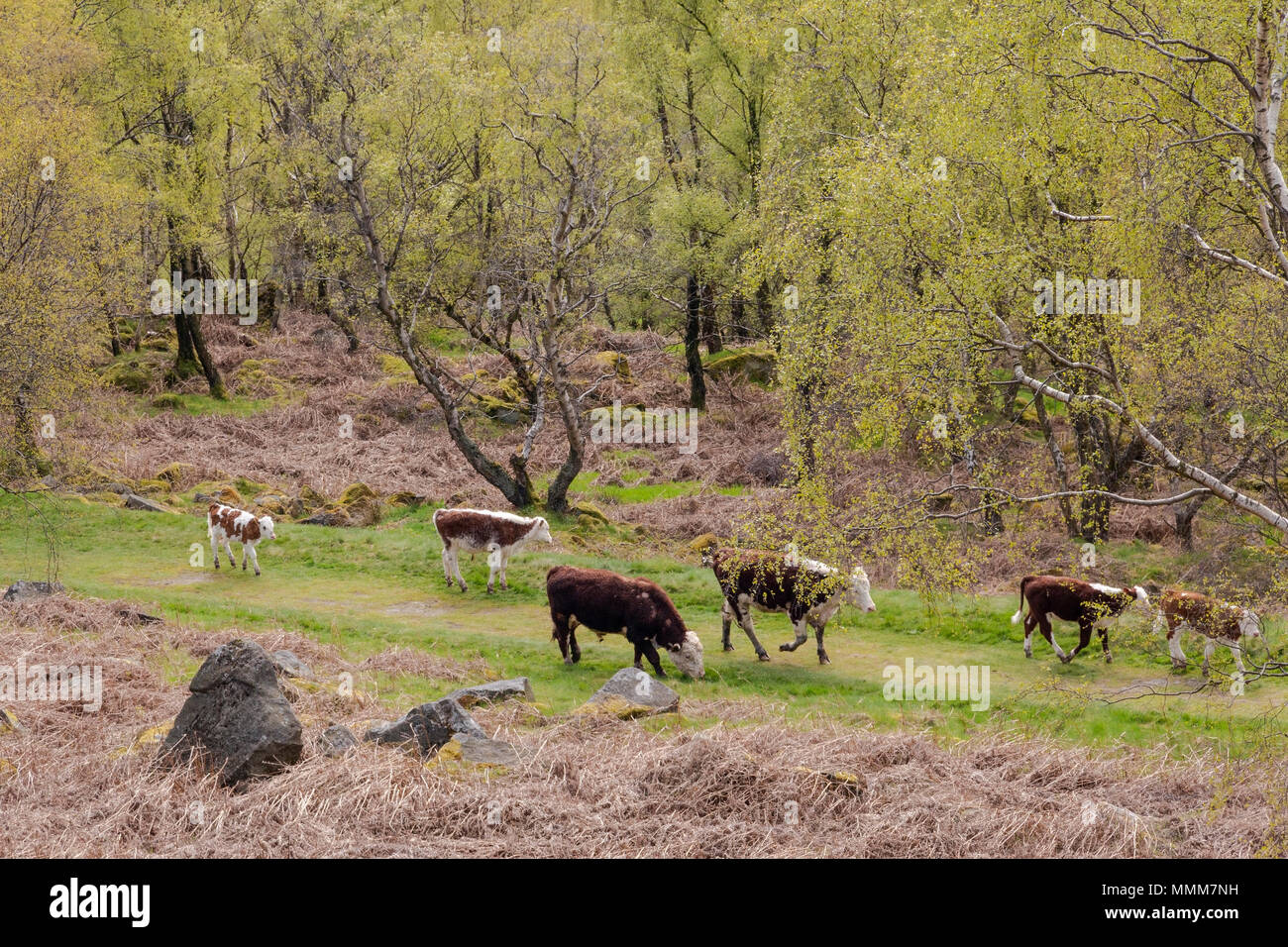 An image of some cows wandering through the woodland, Peak District National Park, Derbyshire, England, UK Stock Photo