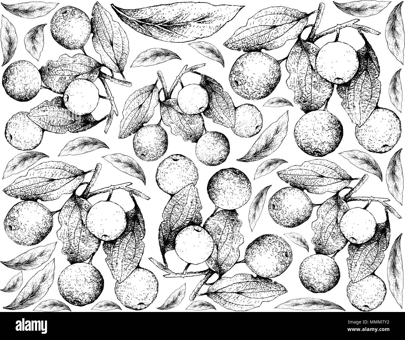 Tropical Fruit, Illustration Wallpaper of Hand Drawn Sketch Buffalo Thorn or Ziziphus Mucronata Fruits Isolated on White Background. High in Vitamin C Stock Vector