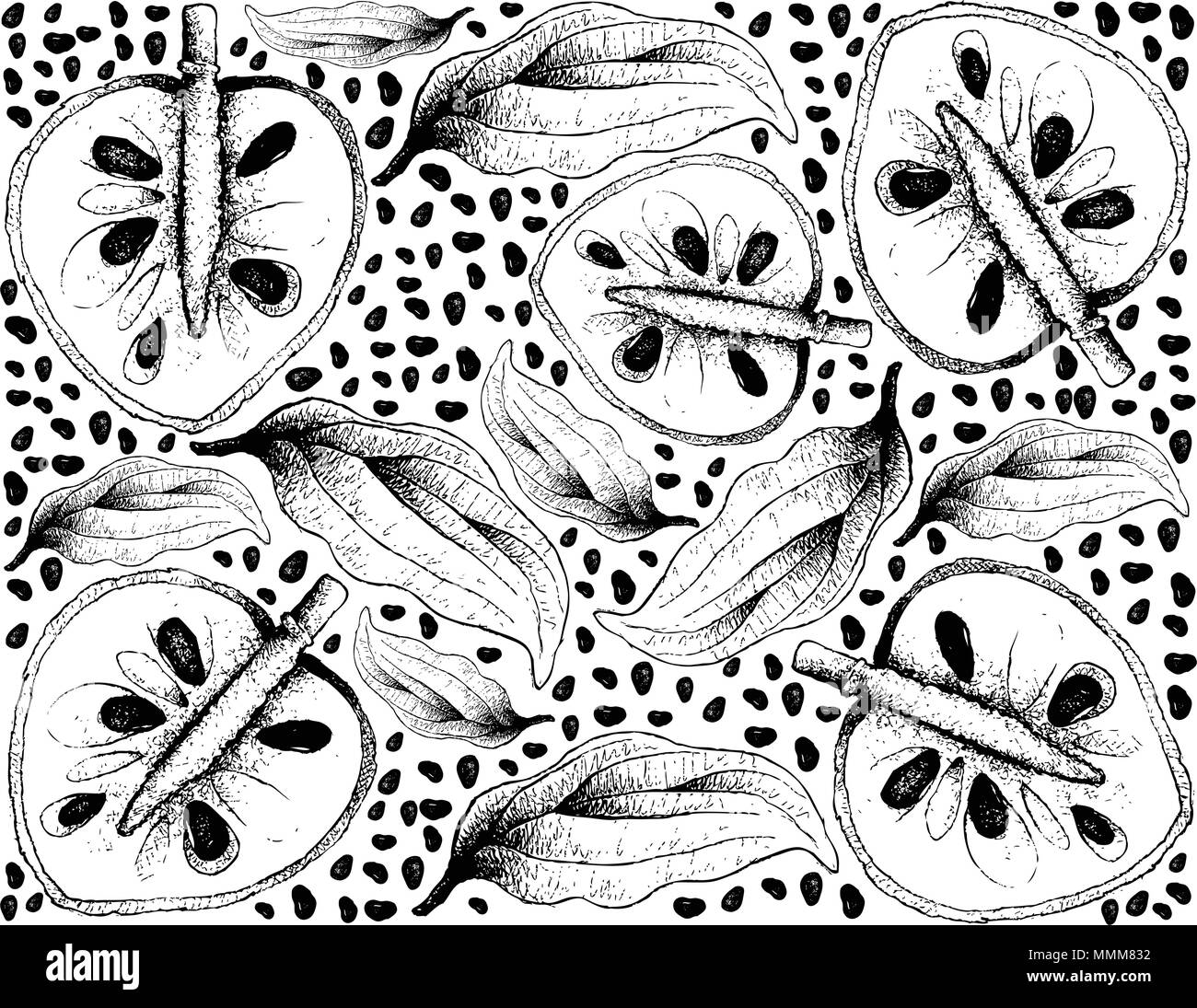 Tropical Fruit, Illustration Wallpaper of Hand Drawn Sketch of Cherimoya, Annona Cherimola Fruit Isolated on White Background. A Rich Source of Vitami Stock Vector