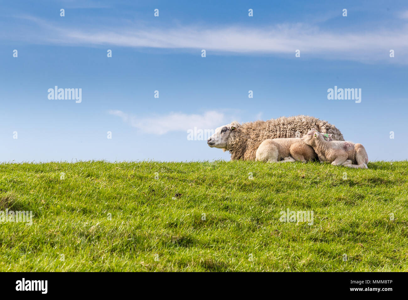 Sheep family lying in the grass Stock Photo