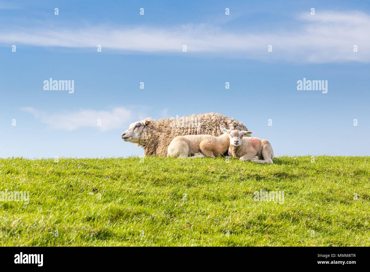 Sheep family lying in the grass Stock Photo
