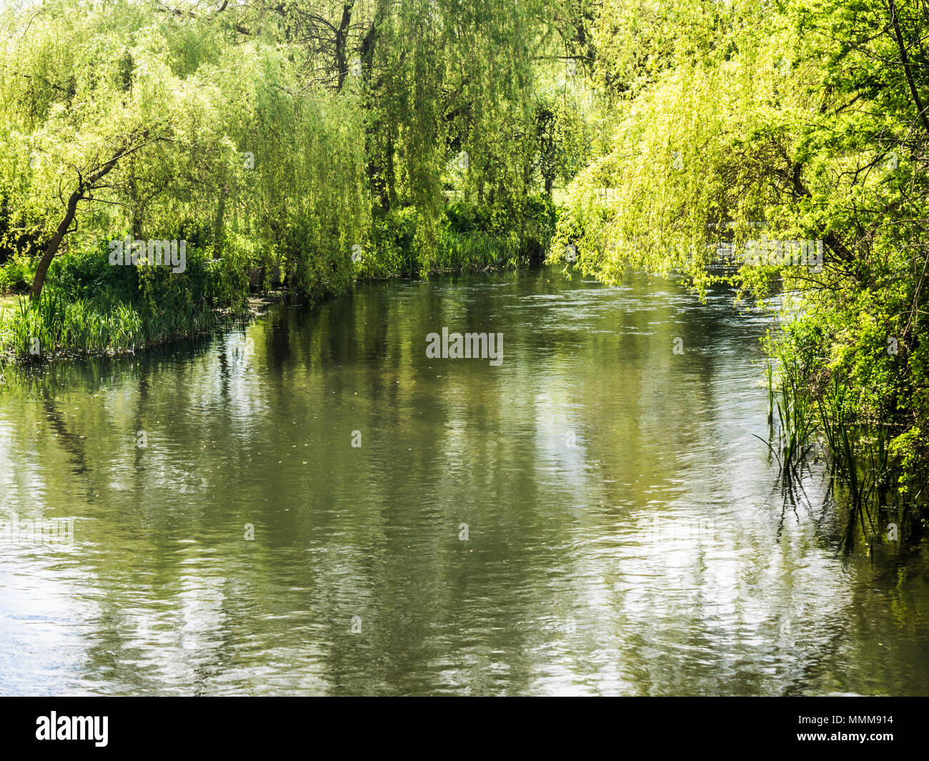 A sunny Spring day along the River Kennet in Wiltshire. Stock Photo