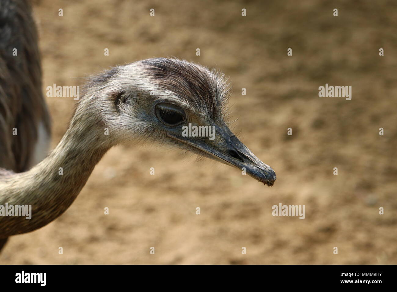 Greater rhea (Rhea americana), large bird native to eastern South America Stock Photo