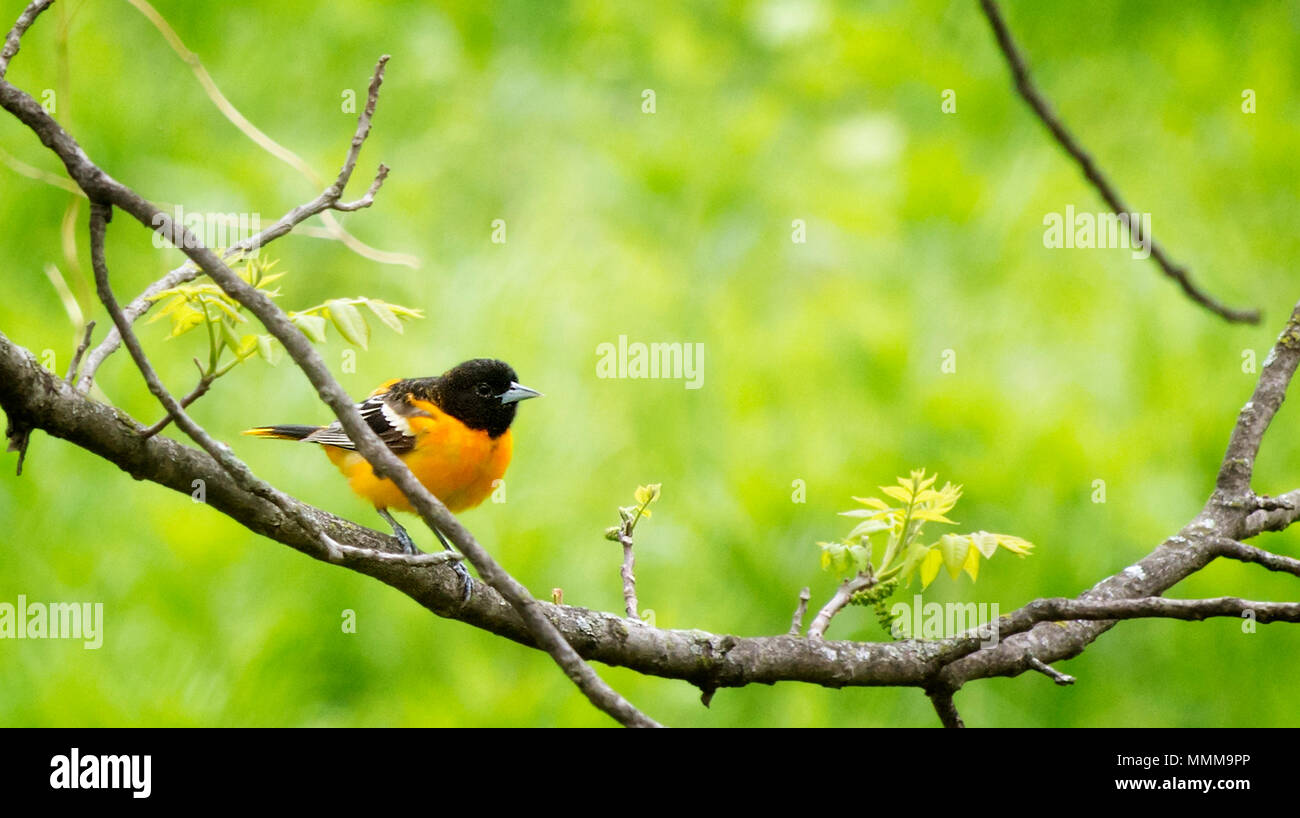 A colorful Baltimore Oriole perched on a tree branch in spring. Stock Photo
