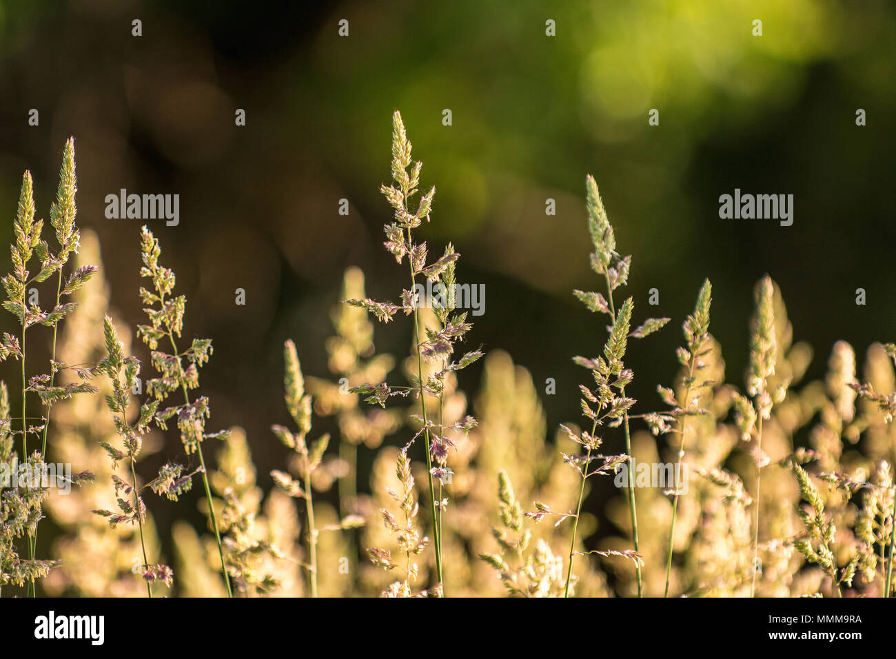 Close up photo of prairie grass in bloom in summer with a shallow depth of field. Stock Photo