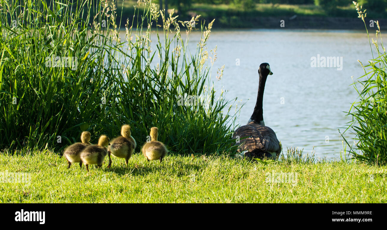 Photo of a Canadian Goose and it's young goslings running to catch up.   Taken on the Scenic Maumee river in Northwest Ohio. Stock Photo