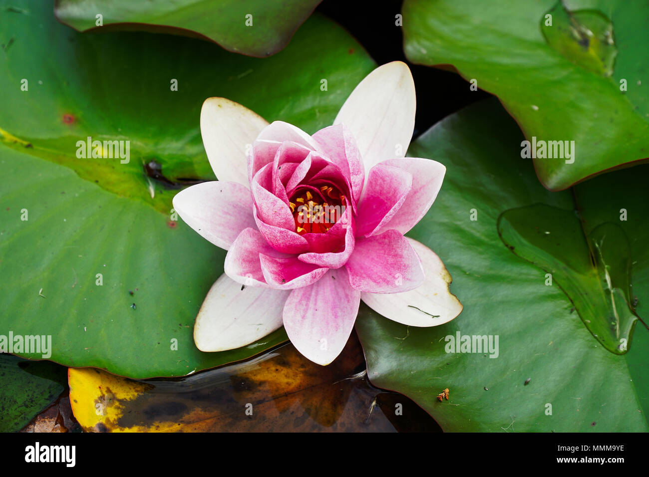 Water Lily (Pink & White) Close-Up Stock Photo