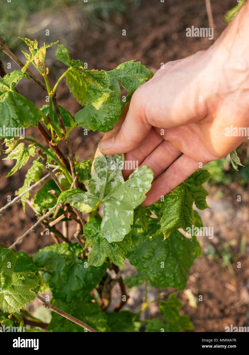 Gardner inspecting a grapevine with mildew Stock Photo