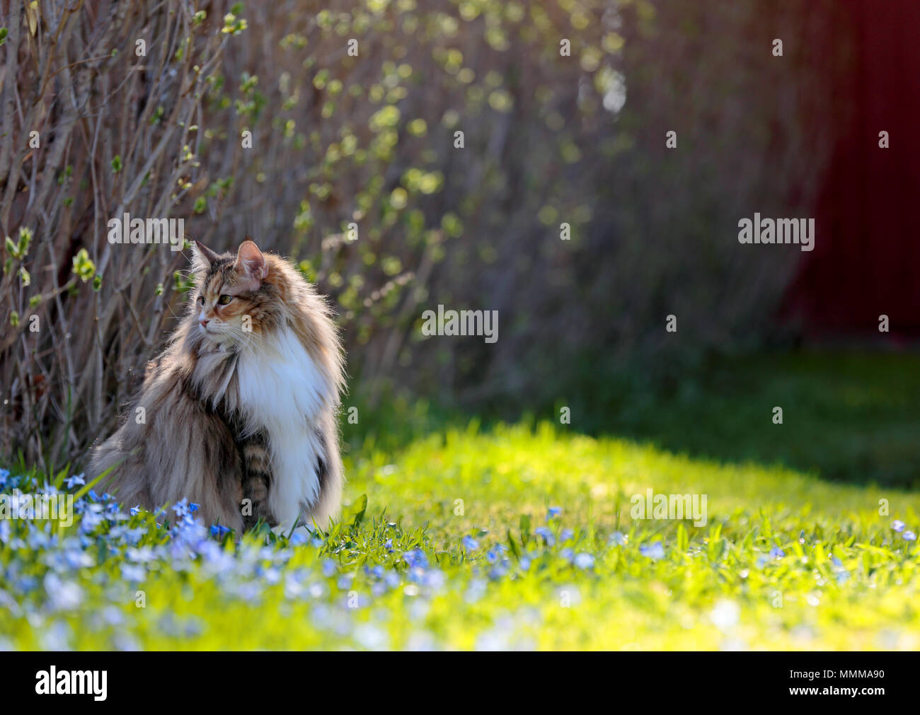 Norwegian forest cat female sitting among blue scillas Stock Photo Alamy