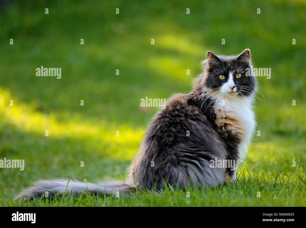 Norwegian forest cat sitting outdoors with early morning light Stock Photo