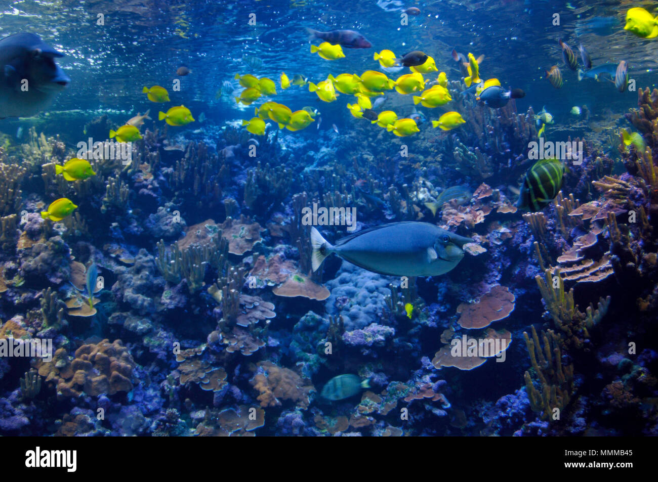 Hawaiian coral reef scene, with several yellow tangs, Zebrasoma flavescens, on display at the Maui Ocean Center, Maui, Hawaii, USA Stock Photo