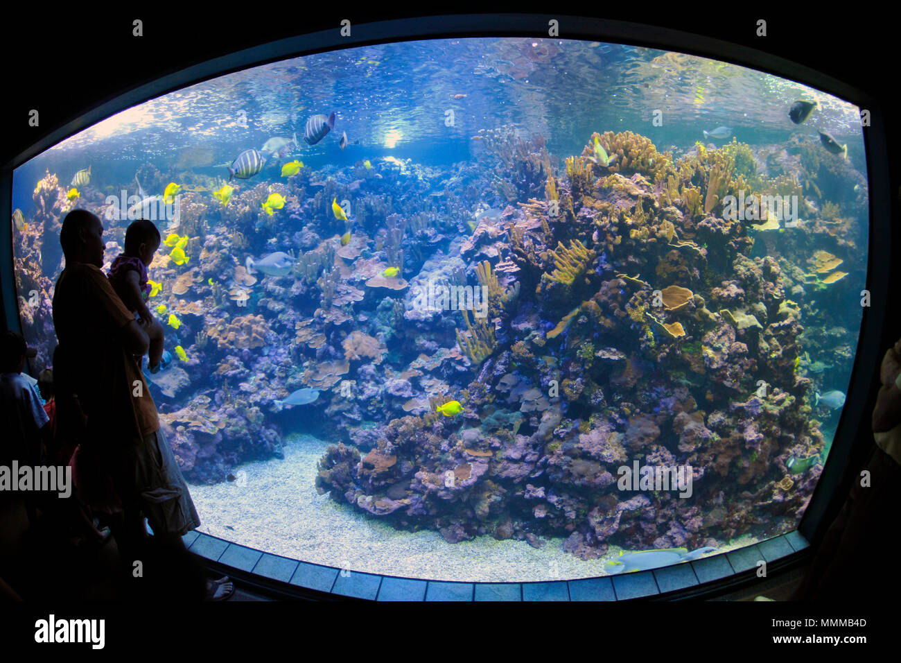 Hawaiian coral reef scene, with several yellow tangs, Zebrasoma flavescens, on display at the Maui Ocean Center, Maui, Hawaii, USA Stock Photo