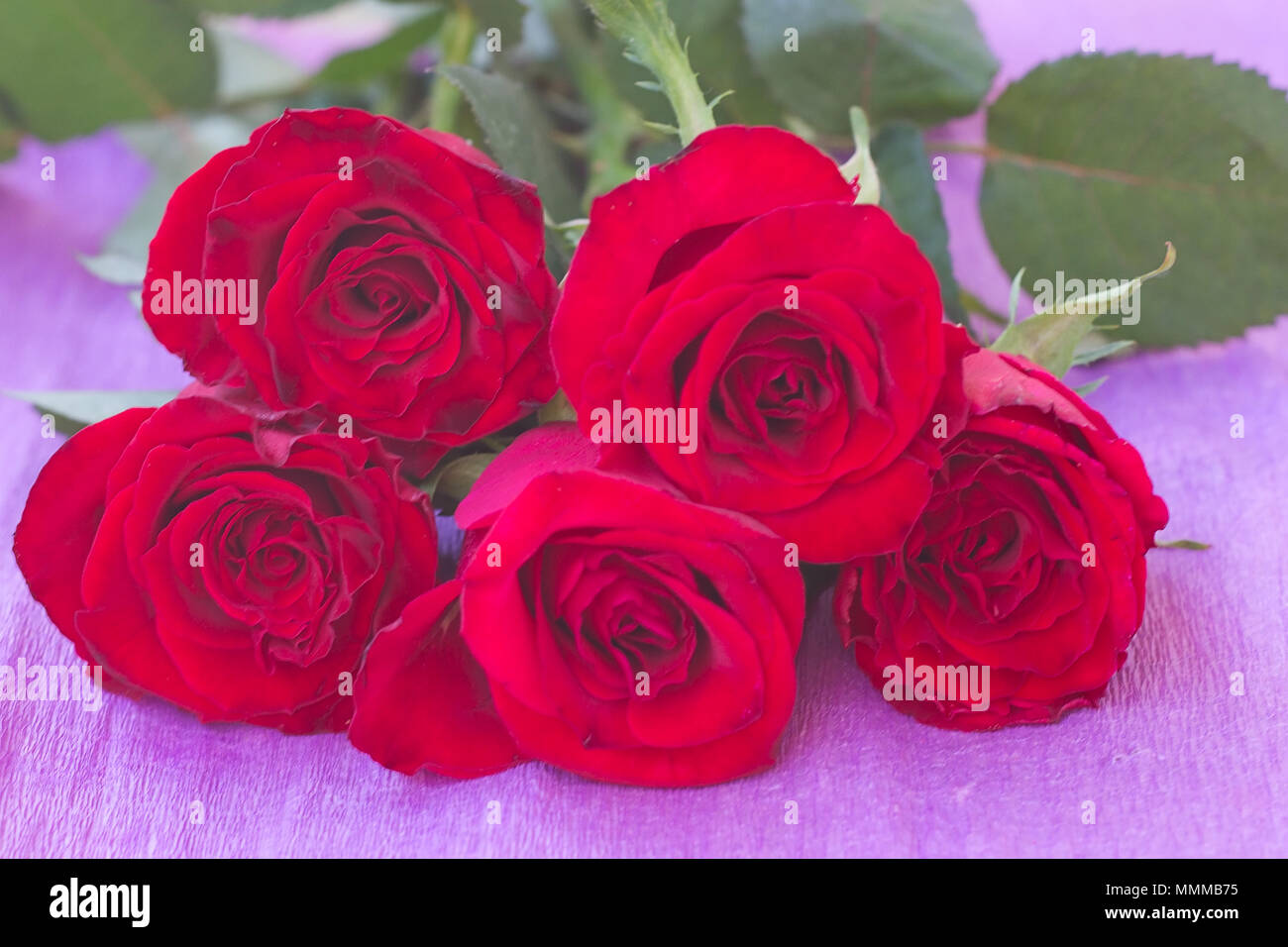 Bouquet of artificial red roses on a violet background Stock Photo ...