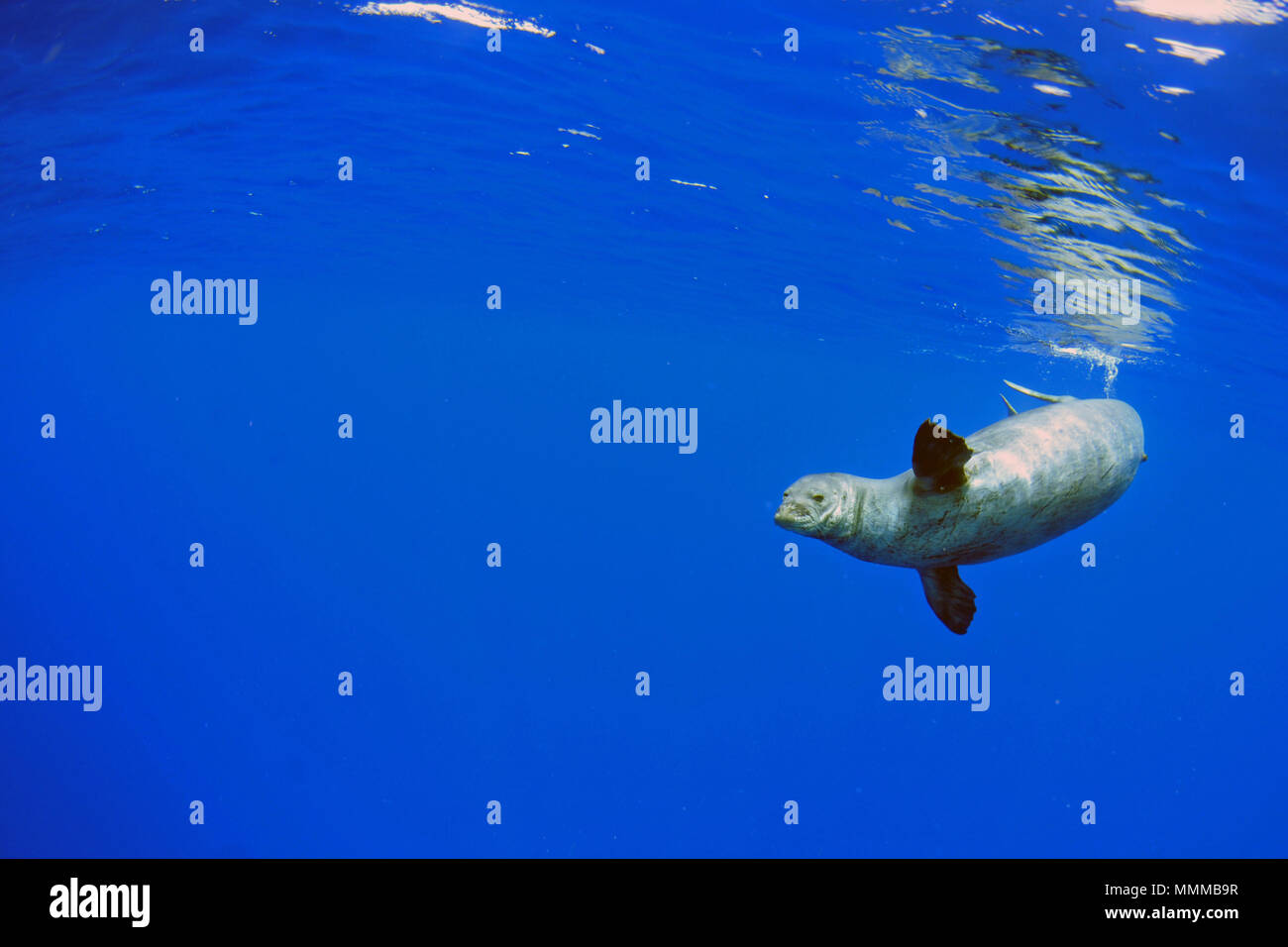 An endangered Hawaiian monk seal, Neomonachus schauinslandi, swims in the blue ocean, Niihau, Hawaii, USA Stock Photo