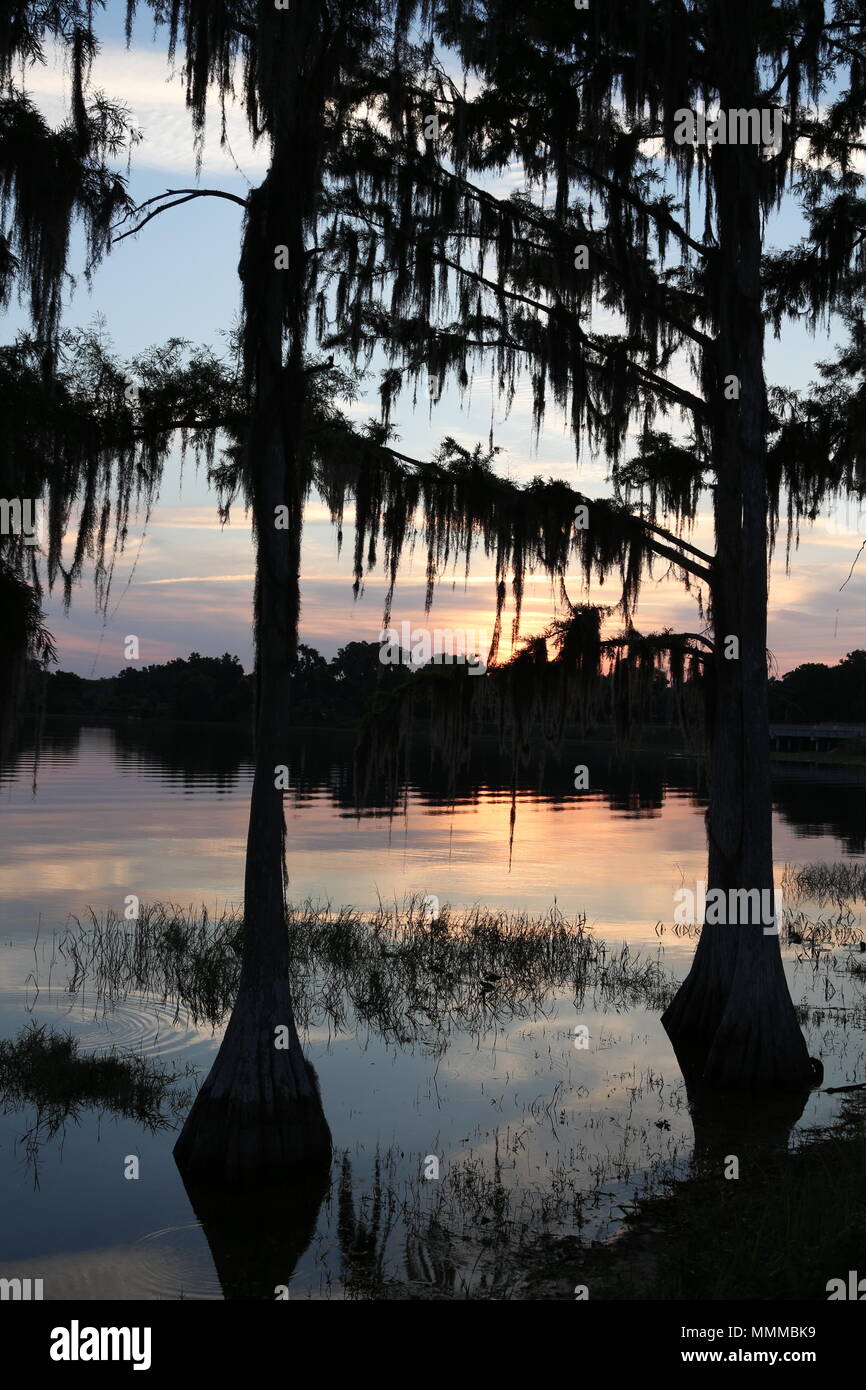 Cypress trees draped with Spanish Moss at sunrise Lake Henderson