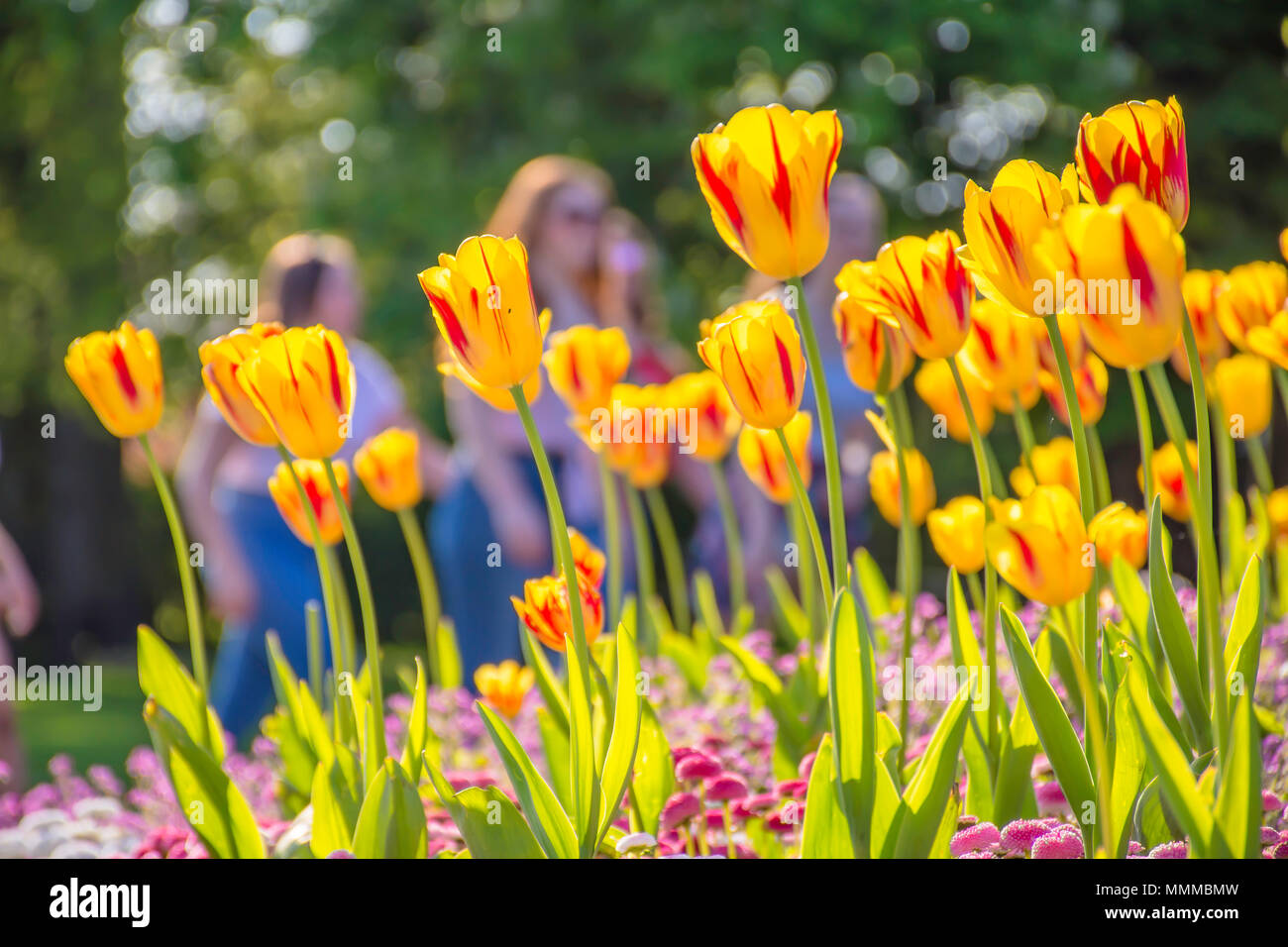 Red and yellow tulips on flower bed in Brecon park,Lichfield,  Uk.Beautiful british flowers in spring.Vibrant, saturated colors, blurred people. Stock Photo