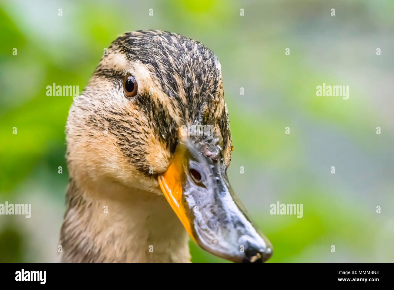 Beautiful duck portrait.Stunning wildlife Uk.Mallard duck  looking into camera.Nature Uk.Natural world.Duck head shot.Springtime Uk.Wildlife England. Stock Photo