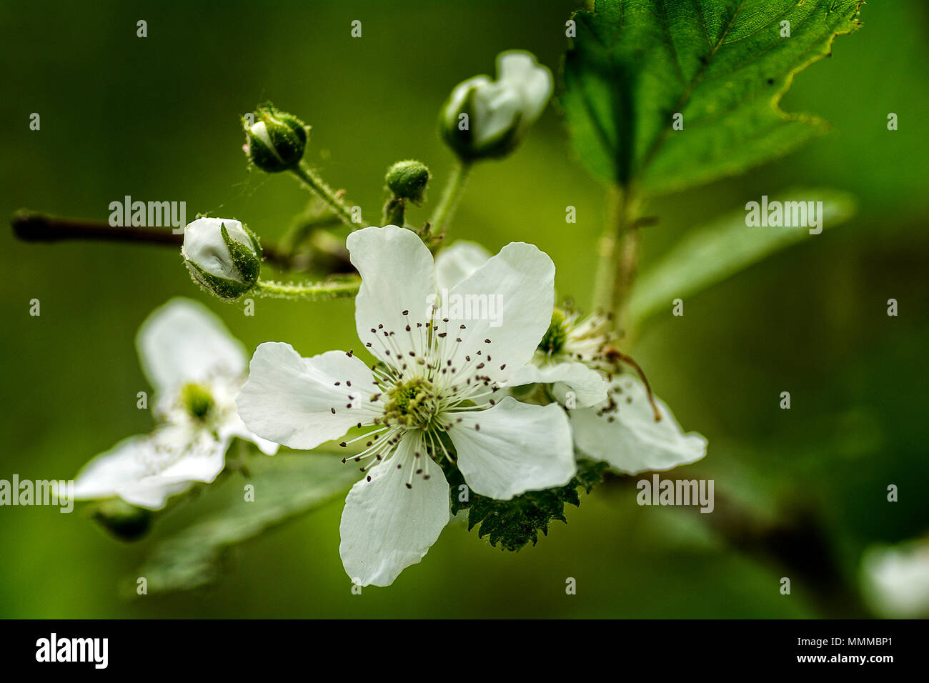Close-up of a blooming wild Blackberry wildflower plant. Stock Photo