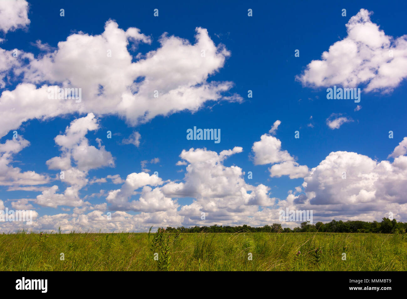 A country field of grasses against a beautiful white puffy cloud sky. Stock Photo