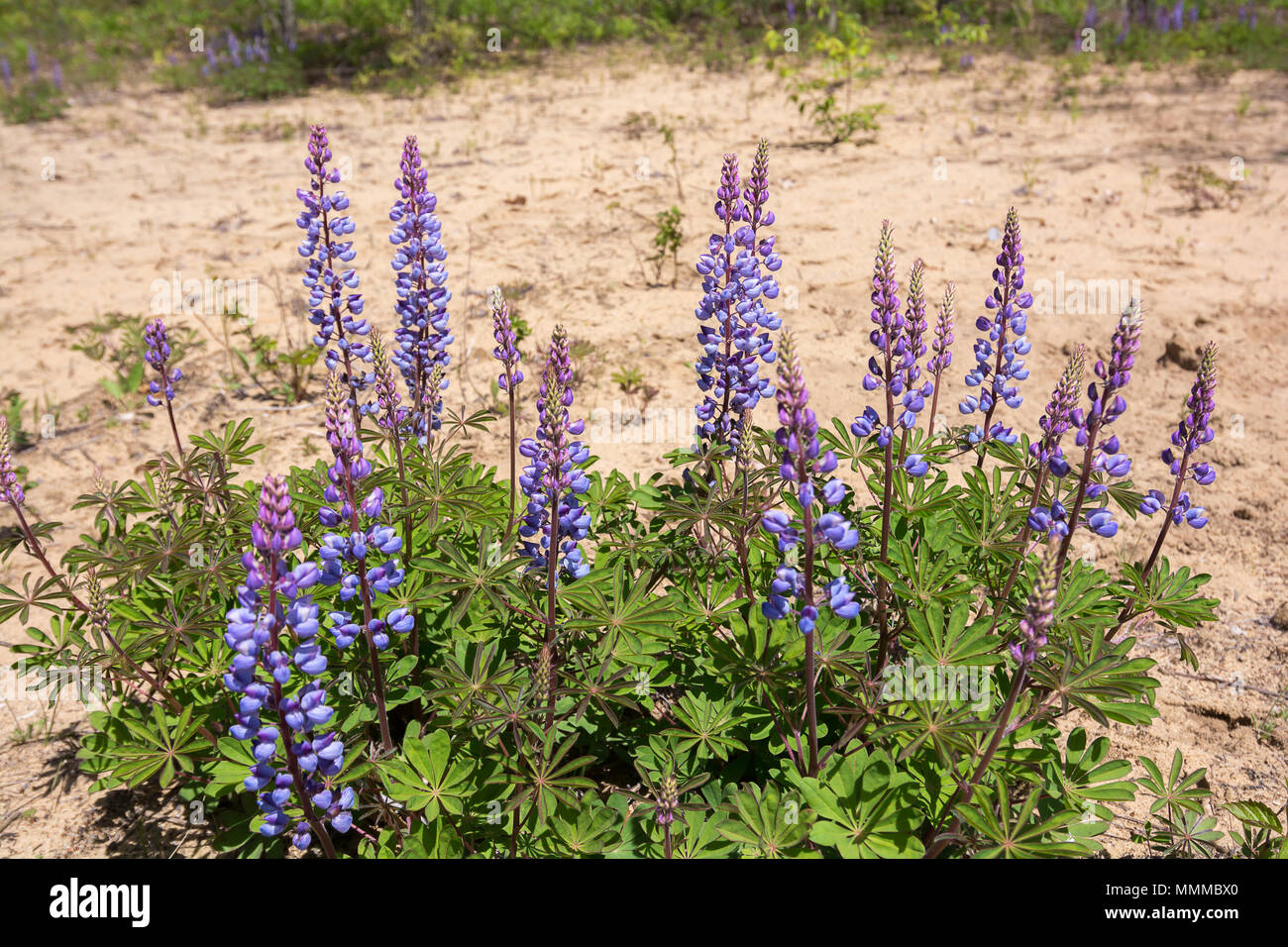 Blooming Wild Lupine wildflowers in a rare oak savana located at Kitty