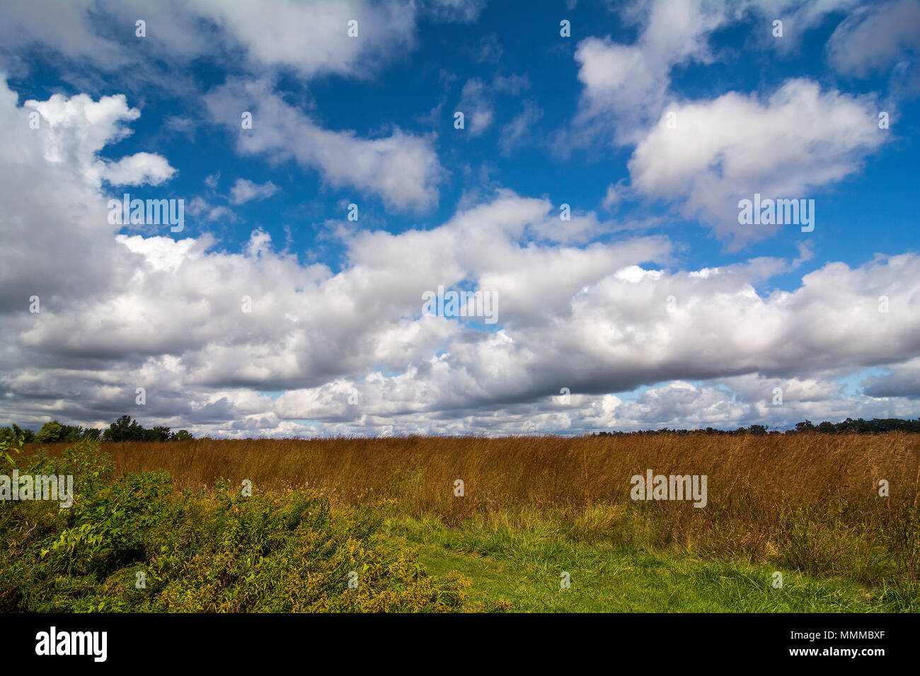 Beautiful fall day with blooming Goldenrod and a beautiful blue sky with cumulus clouds. Taken at Blue Creek Conservation area in Northwest Ohio. Stock Photo