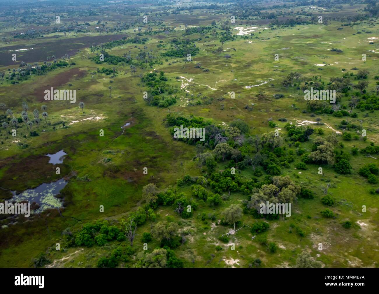 Aerial picture of the Okavango Delta in Botswana during summer period ...