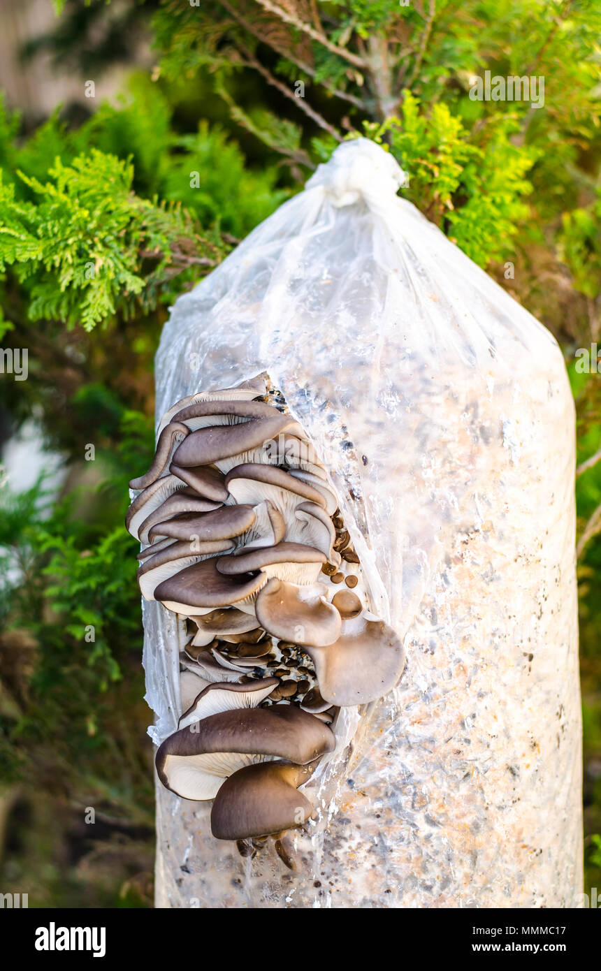 Cultivation of oyster mushrooms on substrate. Studio Photo Stock Photo ...