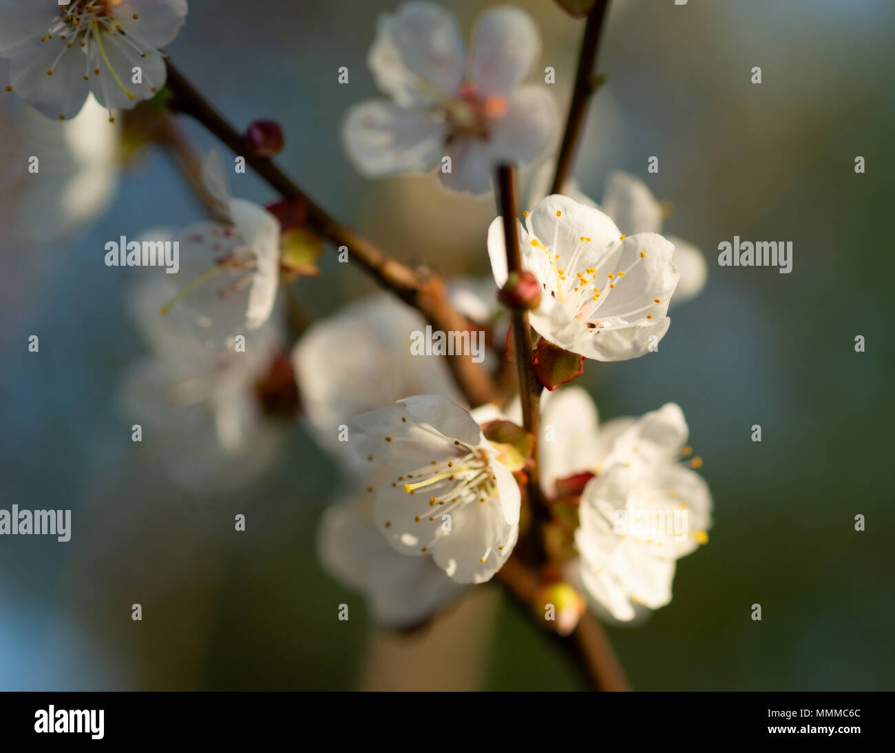 Beautiful impressive pink and white Japanese apricot sakura flower. Joy and beauty of spring Stock Photo