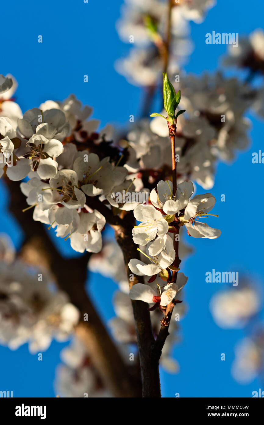 Beautiful impressive pink and white Japanese apricot sakura flower. Joy ...