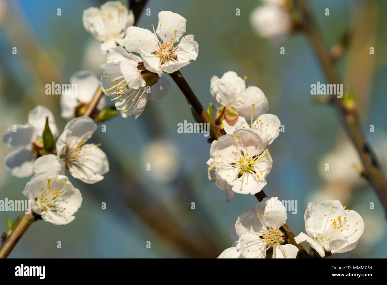 Beautiful impressive pink and white Japanese apricot sakura flower. Joy and beauty of spring Stock Photo