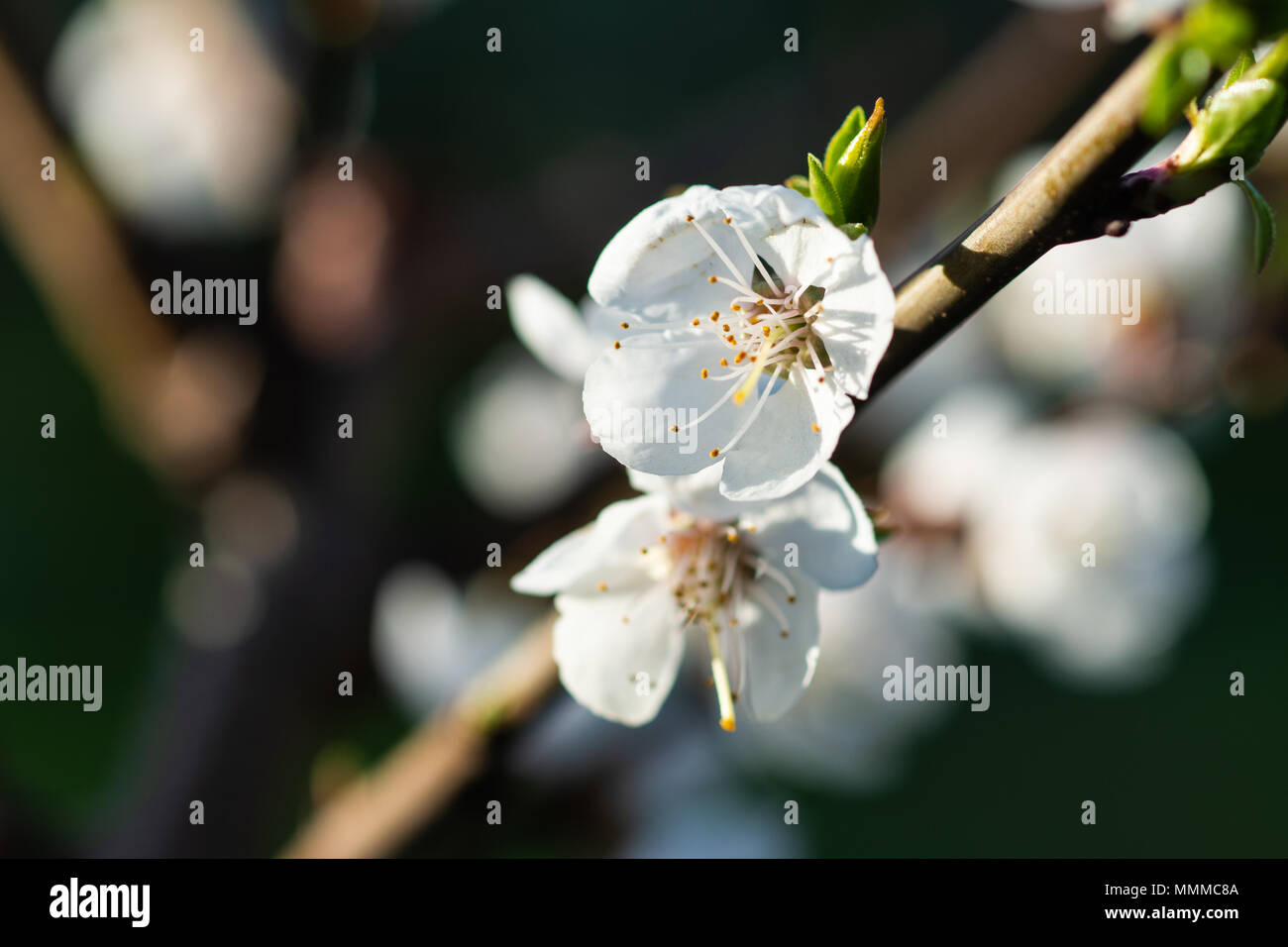 Beautiful impressive pink and white Japanese apricot sakura flower. Joy and beauty of spring Stock Photo