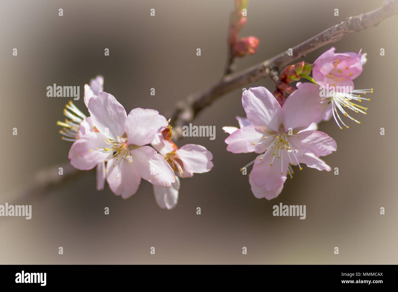 Beautiful impressive pink and white Japanese sakura cherry blossom ...
