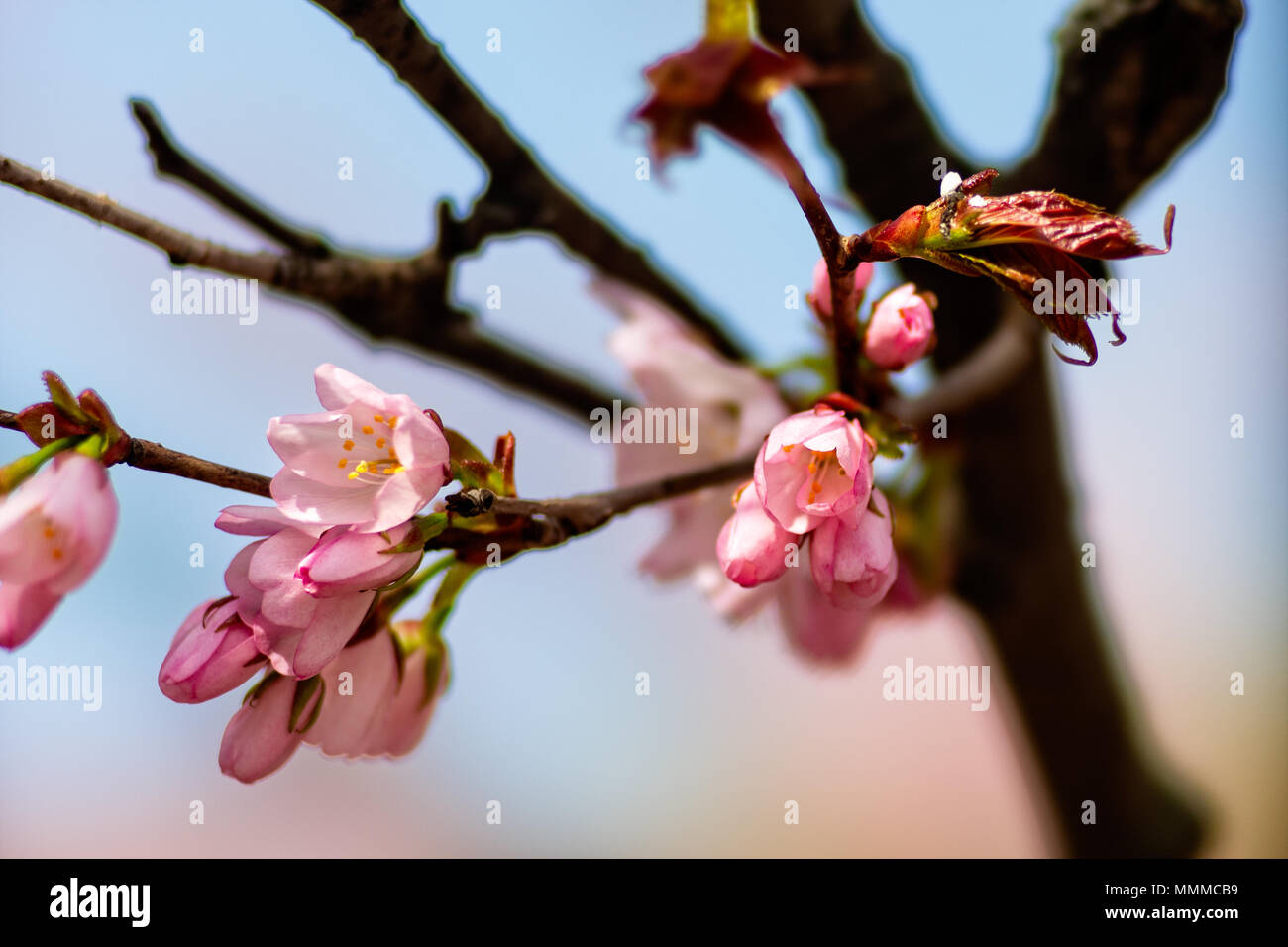Beautiful impressive pink and white Japanese sakura cherry blossom ...