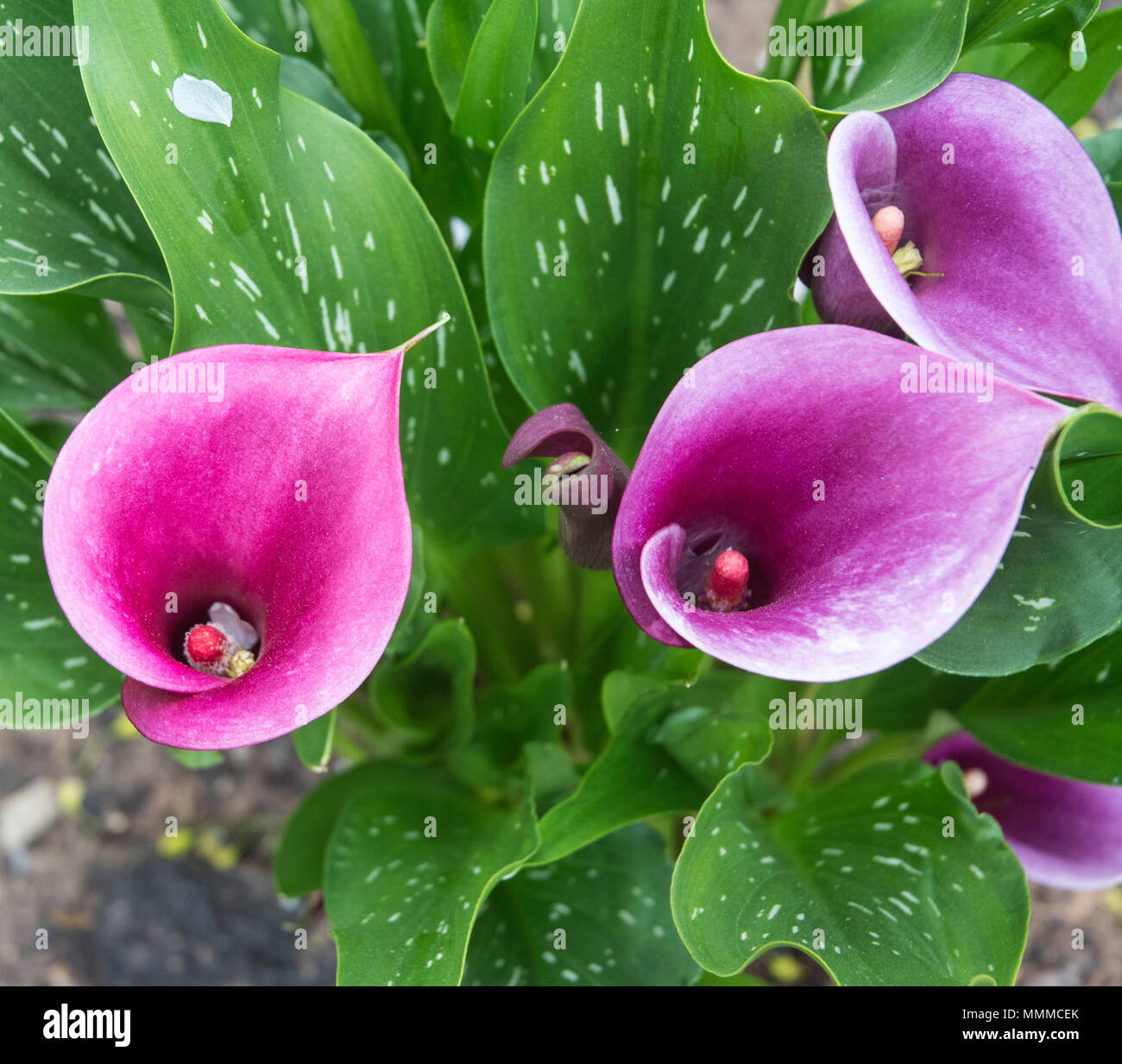 Cluster of three lily flowers Stock Photo Alamy