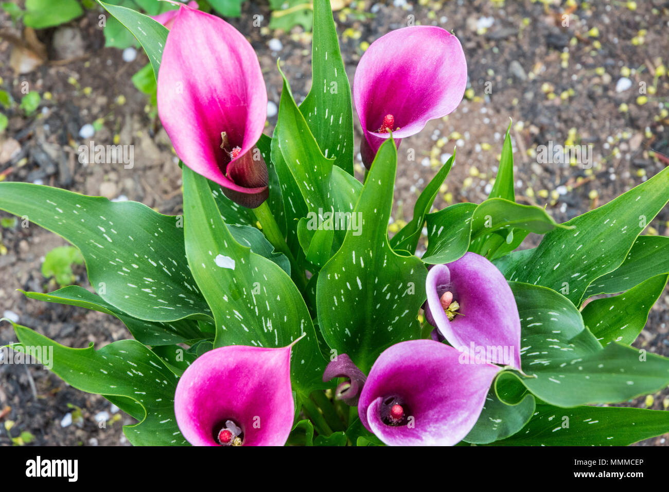 These flowers are called Trumpet Lilies sometimes. Stock Photo
