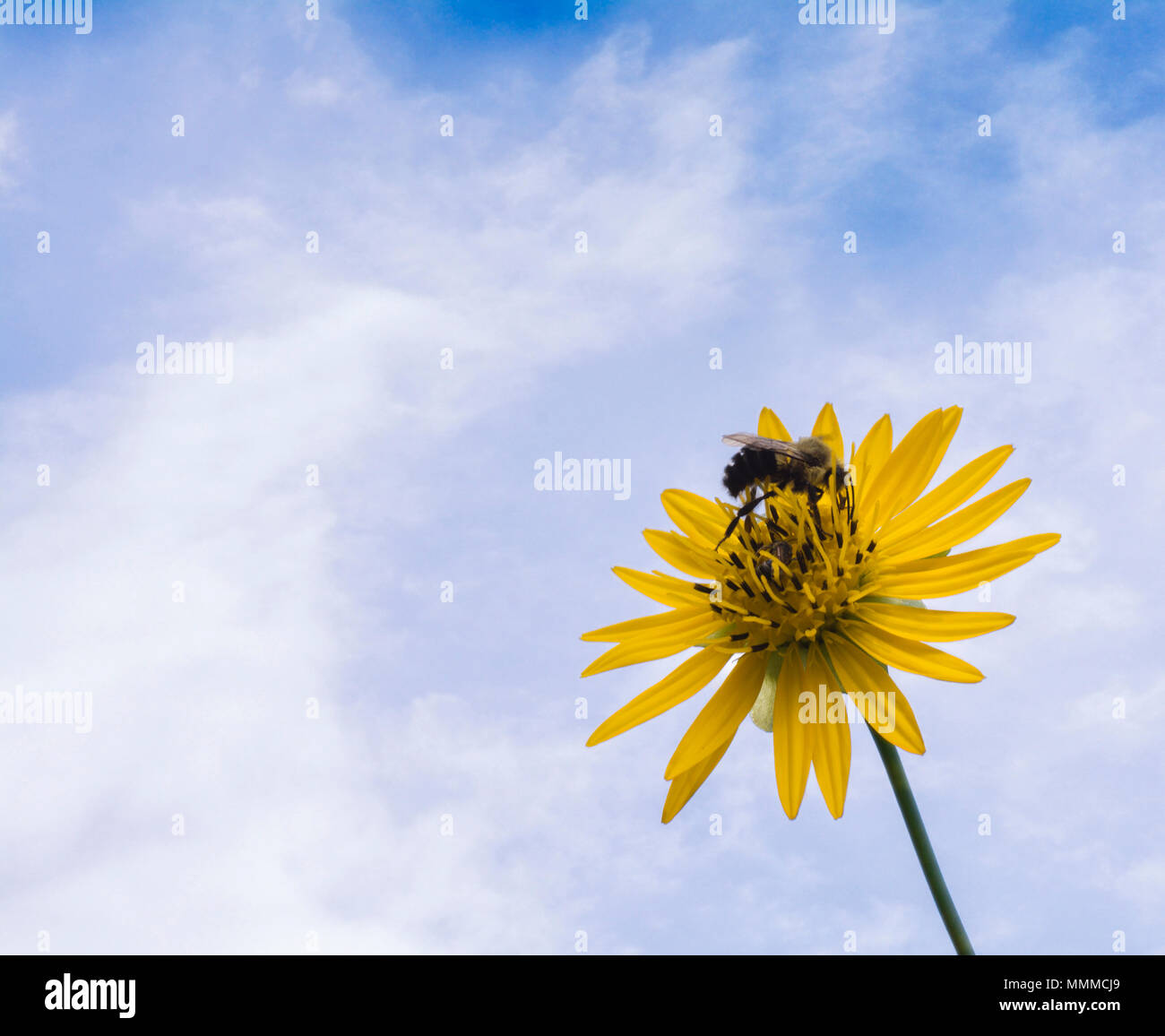 Close up of a bee collecting pollen from a yellow daisy like flower with a cloudy blue sky for a background. Stock Photo