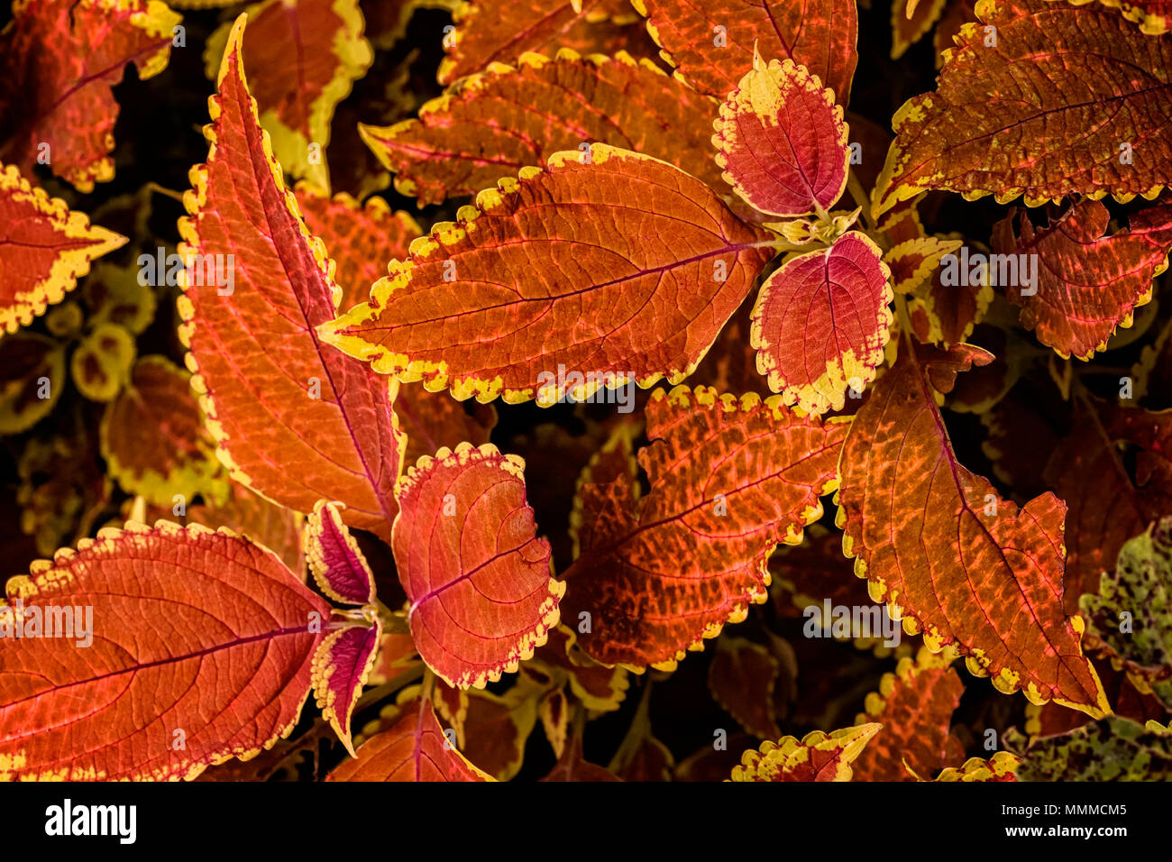 Close look at the intricate leaves of a colorful Coleus plant. This variety has bright mostly redish  leaves with yellow edges. Stock Photo