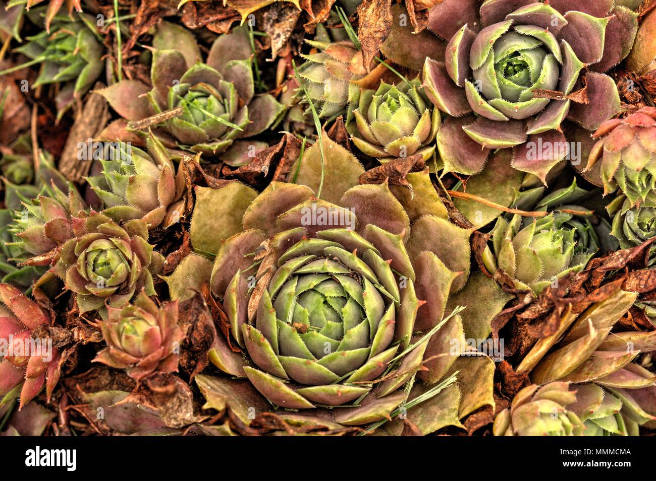 Closeup of Hen and chicks plant. Also known as hen-and-chickens, or hen-and-biddies in the American South. A group of small succulent plants belonging Stock Photo